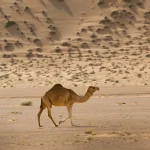 Egypt wildlife sightings